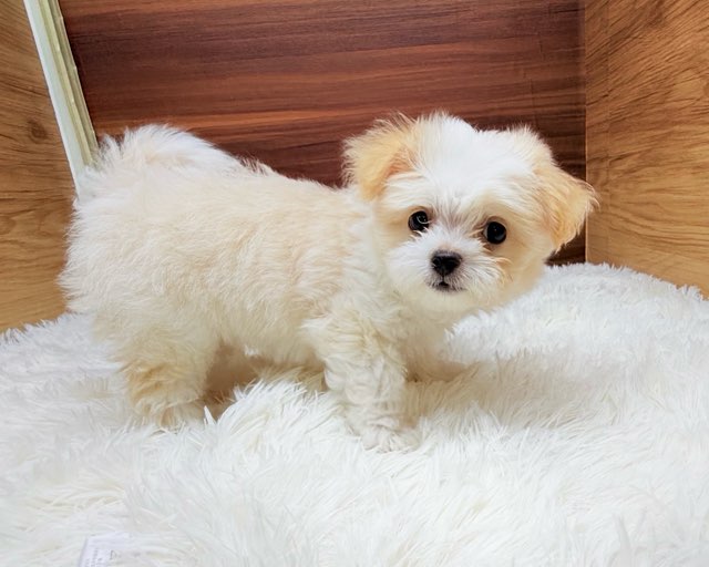 群馬県のハーフ犬・ミックス犬 (かねだいペットトライアル桐生/2025年4月15日生まれ/男の子/クリーム)の子犬の3枚目の画像