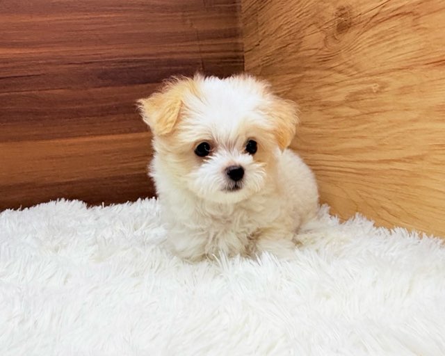 群馬県のハーフ犬・ミックス犬 (かねだいペットトライアル桐生/2025年4月15日生まれ/男の子/クリーム)の子犬の4枚目の画像