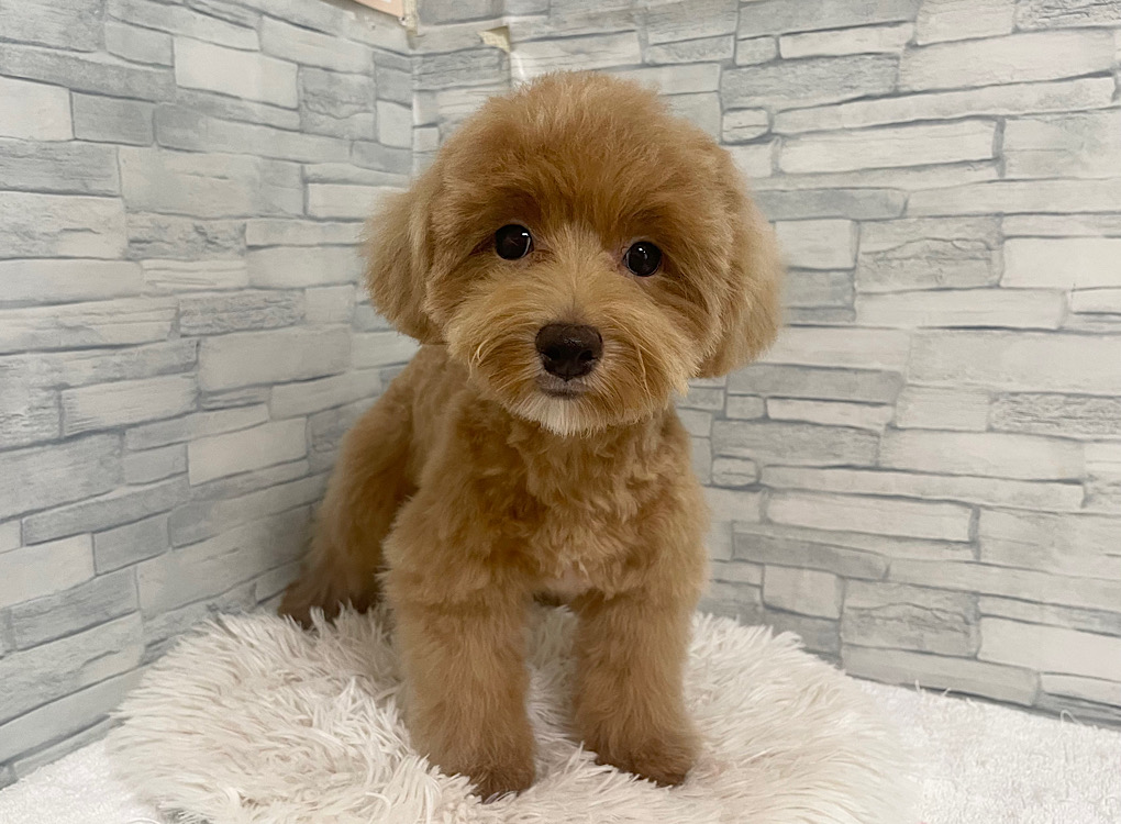 神奈川県のハーフ犬・ミックス犬 (かねだいペットトライアル相模原/2025年3月2日生まれ/男の子/アプリコットホワイト)の子犬の1枚目の画像