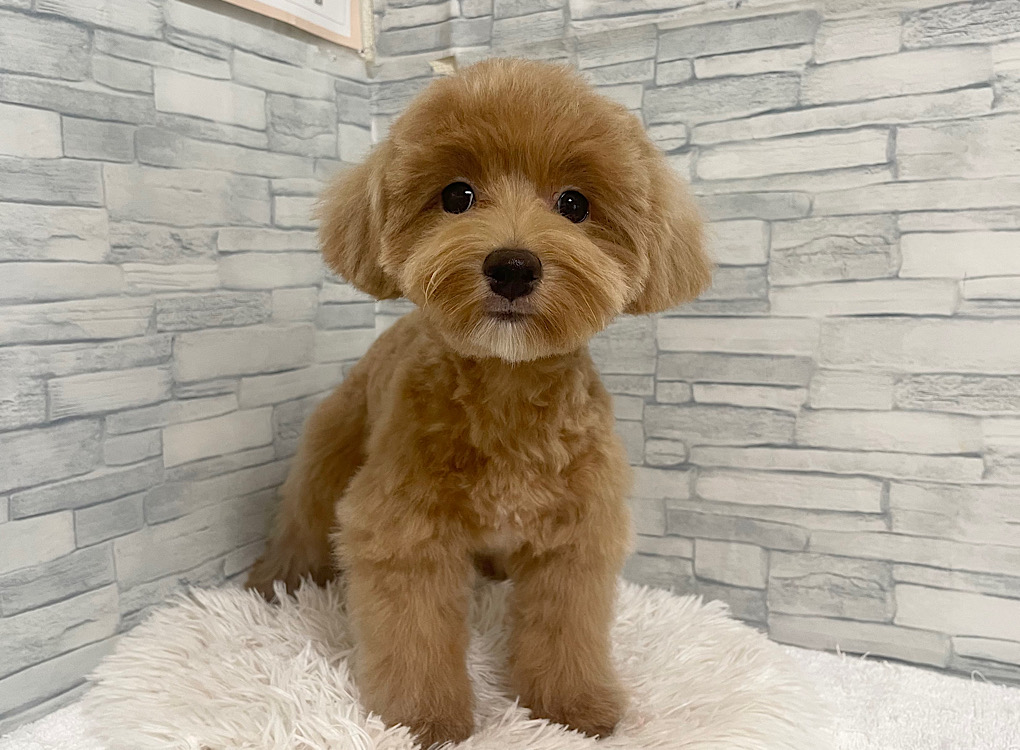 神奈川県のハーフ犬・ミックス犬 (かねだいペットトライアル相模原/2025年3月2日生まれ/男の子/アプリコットホワイト)の子犬の2枚目の画像