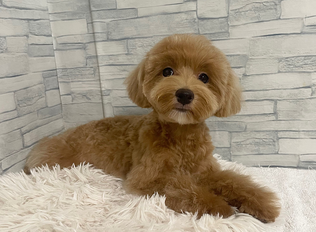 神奈川県のハーフ犬・ミックス犬 (かねだいペットトライアル相模原/2025年3月2日生まれ/男の子/アプリコットホワイト)の子犬の3枚目の画像