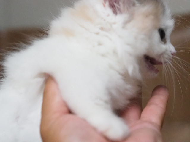 埼玉県のマンチカン (かねだい戸田店/2025年5月9日生まれ/女の子/ダイリュートキャリコ)の子猫の2枚目の画像