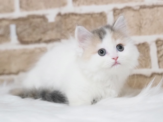 埼玉県のマンチカン (かねだい戸田店/2025年5月9日生まれ/女の子/ダイリュートキャリコ)の子猫の3枚目の画像