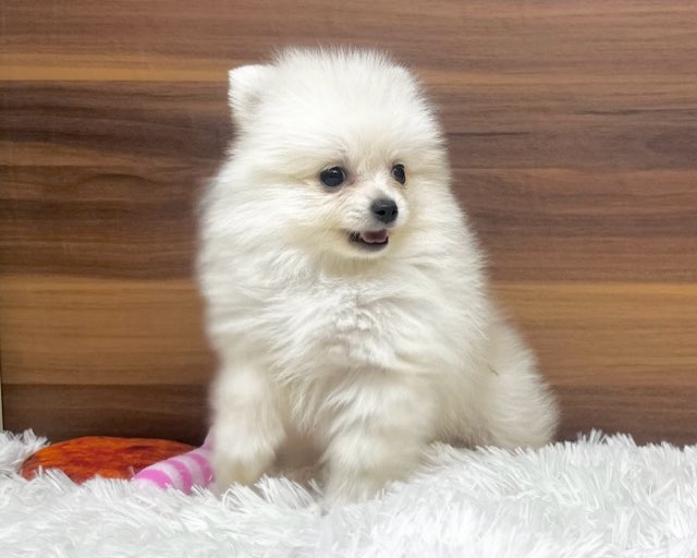 群馬県のポメラニアン (かねだいペットトライアル桐生/2025年5月5日生まれ/男の子/クリーム)の子犬の1枚目の画像