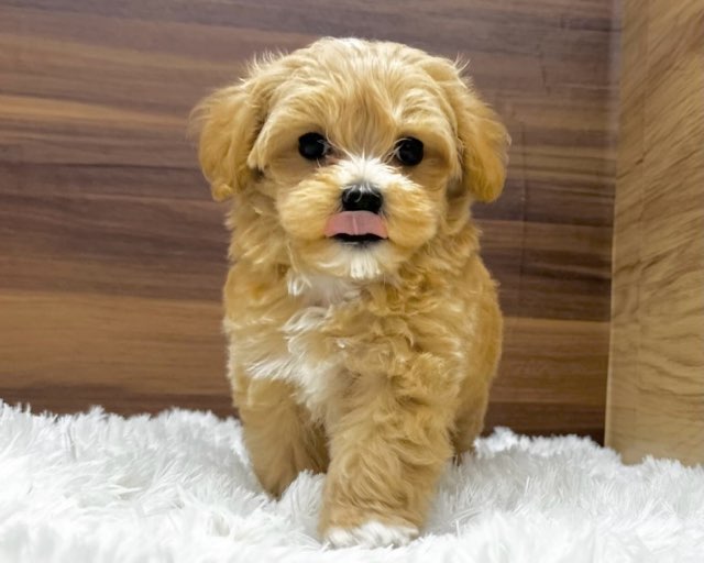 群馬県のハーフ犬・ミックス犬 (かねだいペットトライアル桐生/2025年4月29日生まれ/女の子/アプリコット)の子犬の1枚目の画像