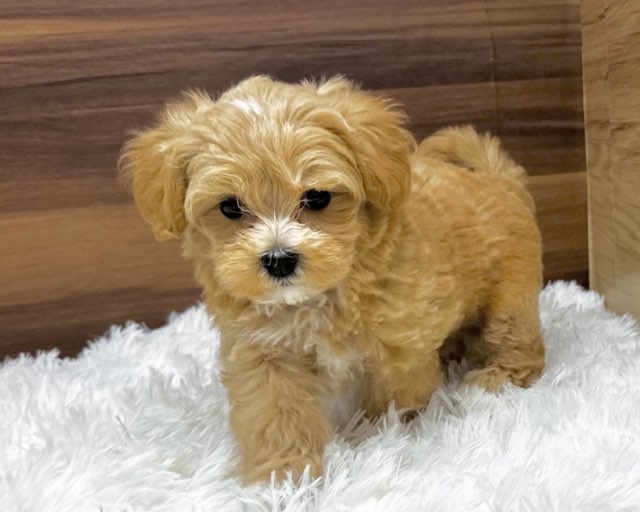 群馬県のハーフ犬・ミックス犬 (かねだいペットトライアル桐生/2025年4月29日生まれ/女の子/アプリコット)の子犬の2枚目の画像