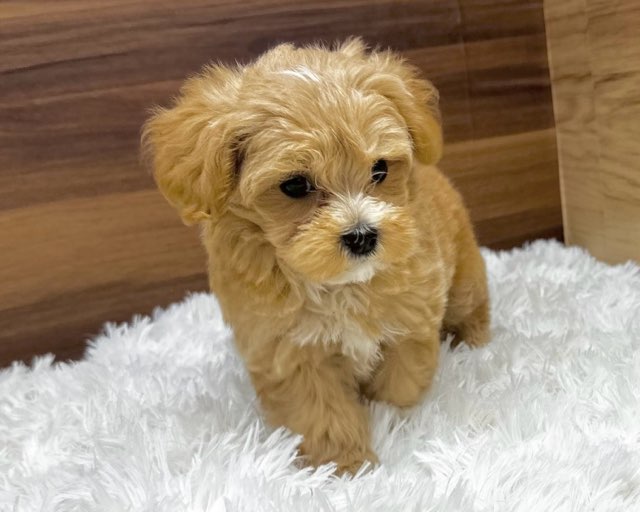 群馬県のハーフ犬・ミックス犬 (かねだいペットトライアル桐生/2025年4月29日生まれ/女の子/アプリコット)の子犬の3枚目の画像