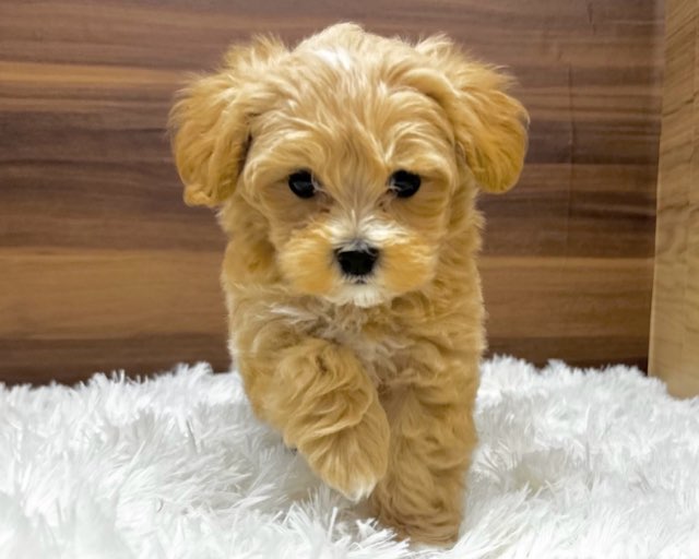 群馬県のハーフ犬・ミックス犬 (かねだいペットトライアル桐生/2025年4月29日生まれ/女の子/アプリコット)の子犬の4枚目の画像