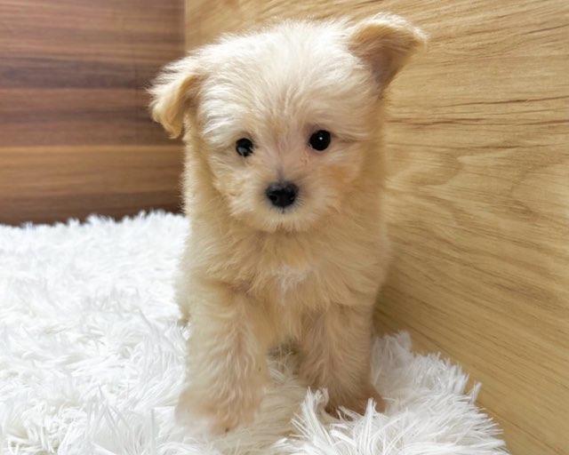 群馬県のハーフ犬・ミックス犬 (かねだいペットトライアル桐生/2025年5月4日生まれ/女の子/クリーム)の子犬の2枚目の画像