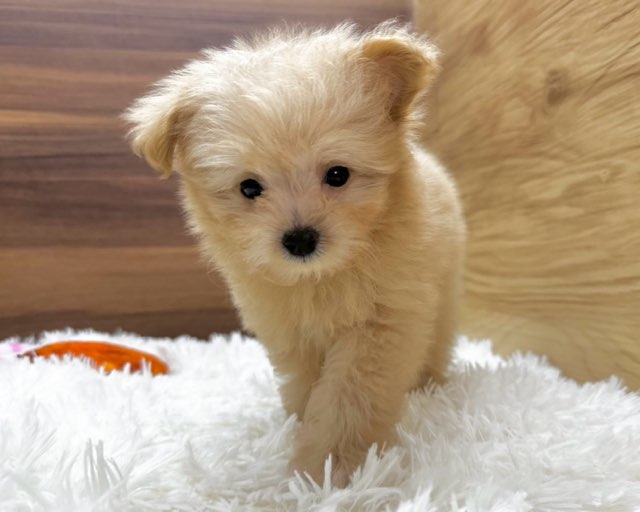 群馬県のハーフ犬・ミックス犬 (かねだいペットトライアル桐生/2025年5月4日生まれ/女の子/クリーム)の子犬の3枚目の画像