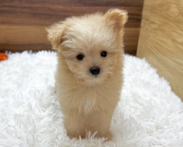 群馬県のハーフ犬・ミックス犬 (かねだいペットトライアル桐生/2025年5月4日生まれ/女の子/クリーム)の子犬の4枚目の画像