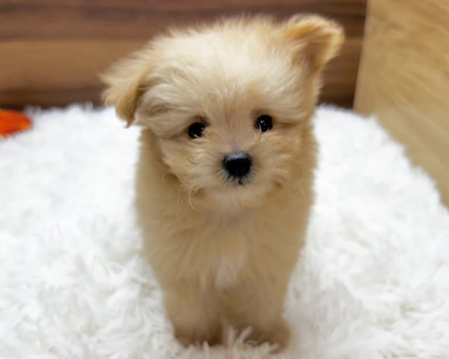 群馬県のハーフ犬・ミックス犬 (かねだいペットトライアル桐生/2025年5月4日生まれ/女の子/クリーム)の子犬の2枚目の画像