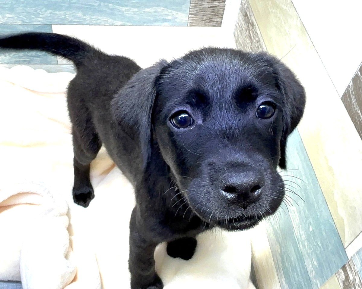 Black Lab Dog Training Your Lab Puppy Old Lab Labrador Puppy