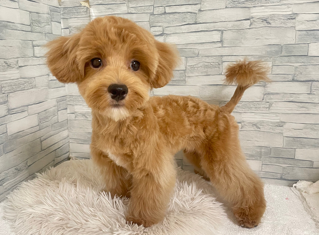 神奈川県のハーフ犬・ミックス犬 (かねだいペットトライアル相模原/2025年3月2日生まれ/男の子/アプリコットホワイト)の子犬の1枚目の画像