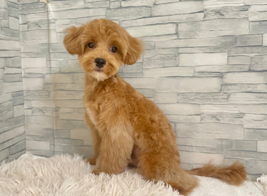 神奈川県のハーフ犬・ミックス犬 (かねだいペットトライアル相模原/2025年3月2日生まれ/男の子/アプリコットホワイト)の子犬の2枚目の画像