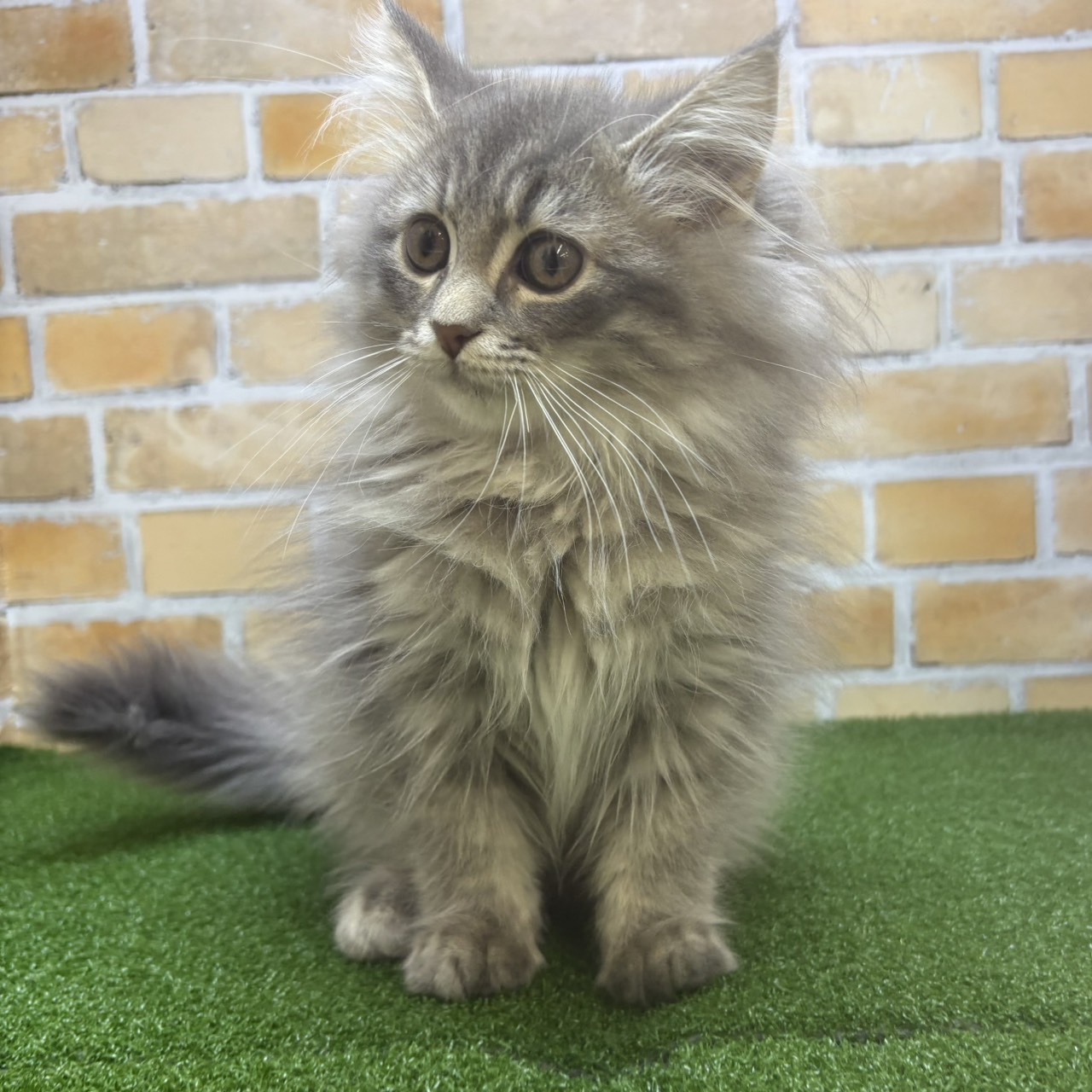 神奈川県のサイベリアン (かねだい横浜店/2025年4月6日生まれ/男の子/ブルータビー)の子猫の1枚目の画像