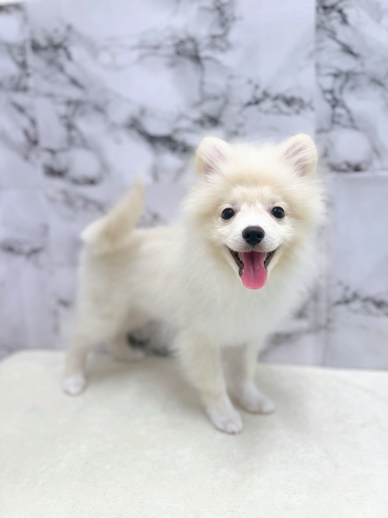 神奈川県のポメラニアン (かねだい東戸塚店/2025年3月2日生まれ/男の子/クリーム)の子犬の1枚目の画像