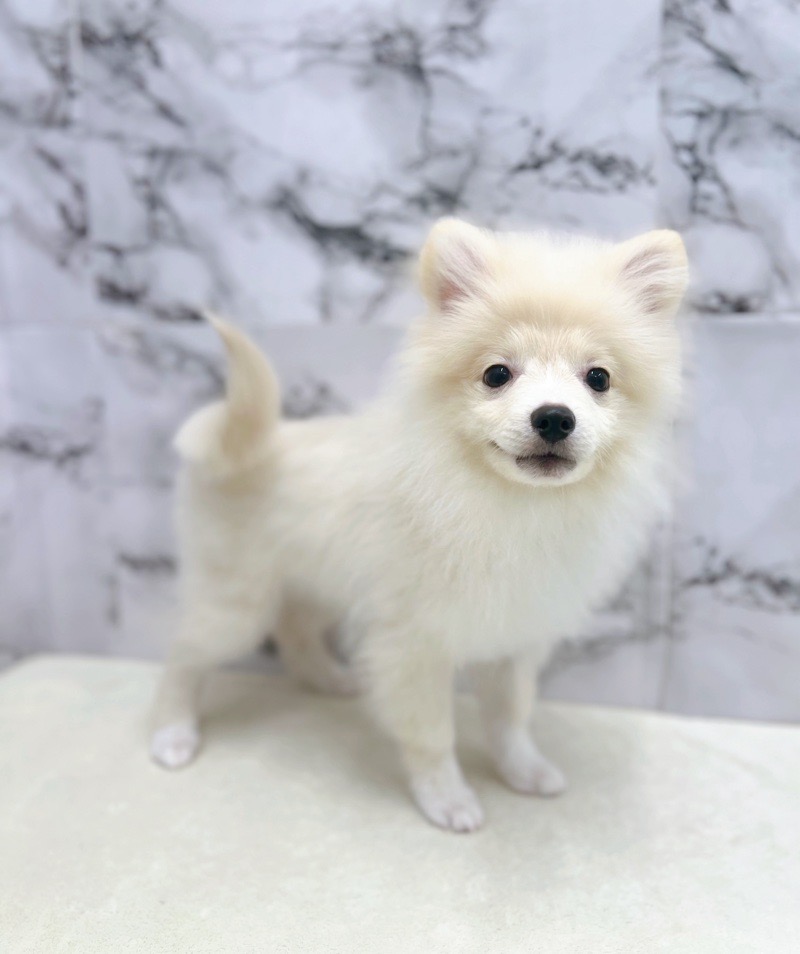 神奈川県のポメラニアン (かねだい東戸塚店/2025年3月2日生まれ/男の子/クリーム)の子犬の2枚目の画像