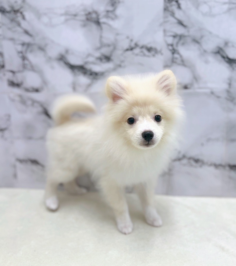 神奈川県のポメラニアン (かねだい東戸塚店/2025年3月2日生まれ/男の子/クリーム)の子犬の3枚目の画像