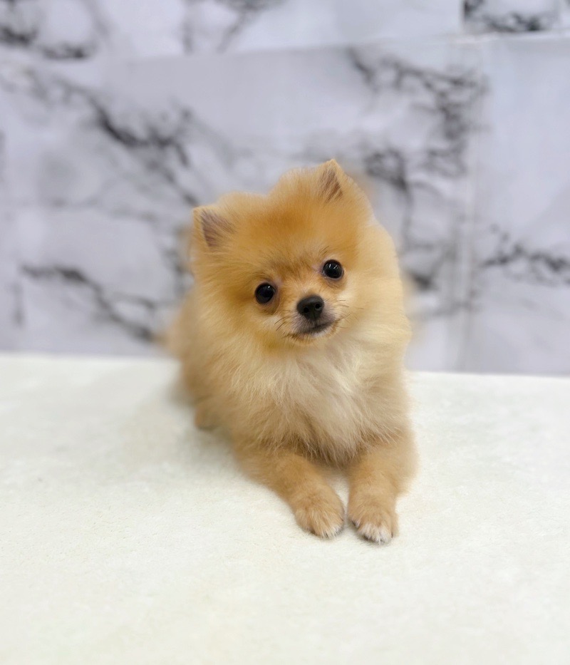 神奈川県のポメラニアン (かねだい東戸塚店/2025年3月28日生まれ/男の子/オレンジ)の子犬の1枚目の画像