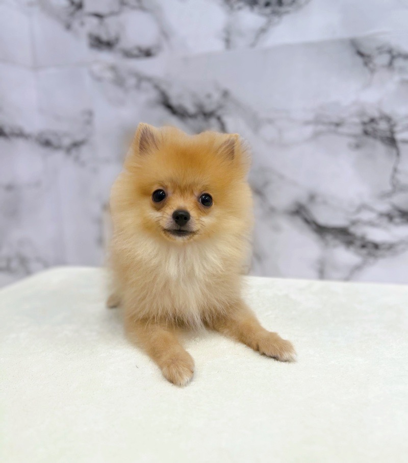 神奈川県のポメラニアン (かねだい東戸塚店/2025年3月28日生まれ/男の子/オレンジ)の子犬の2枚目の画像