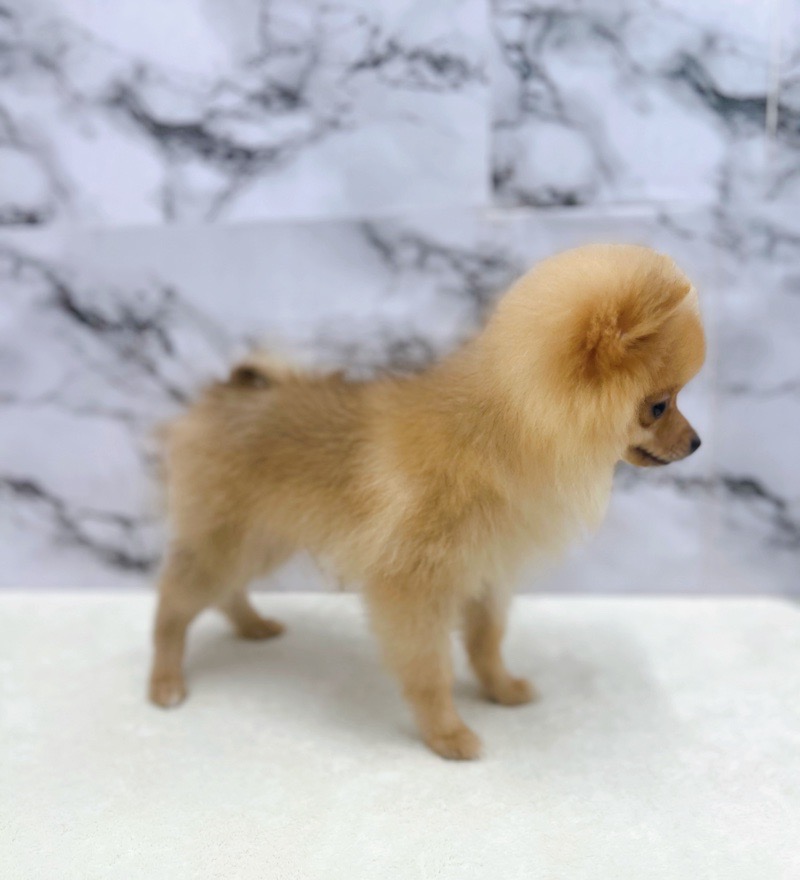 神奈川県のポメラニアン (かねだい東戸塚店/2025年3月28日生まれ/男の子/オレンジ)の子犬の3枚目の画像