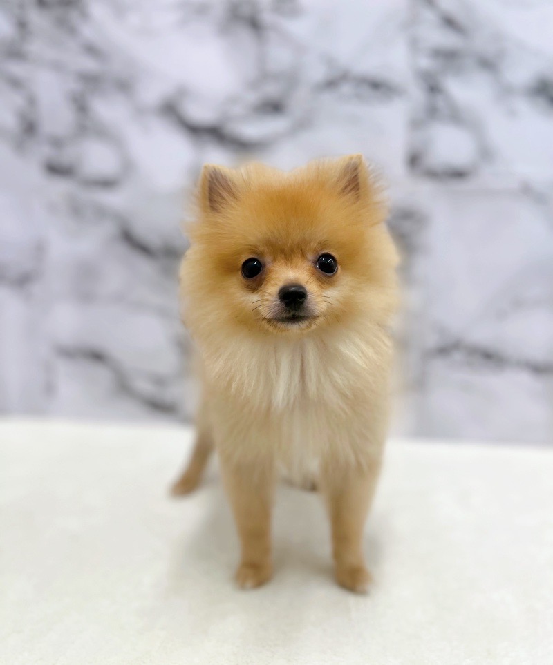 神奈川県のポメラニアン (かねだい東戸塚店/2025年3月28日生まれ/男の子/オレンジ)の子犬の4枚目の画像