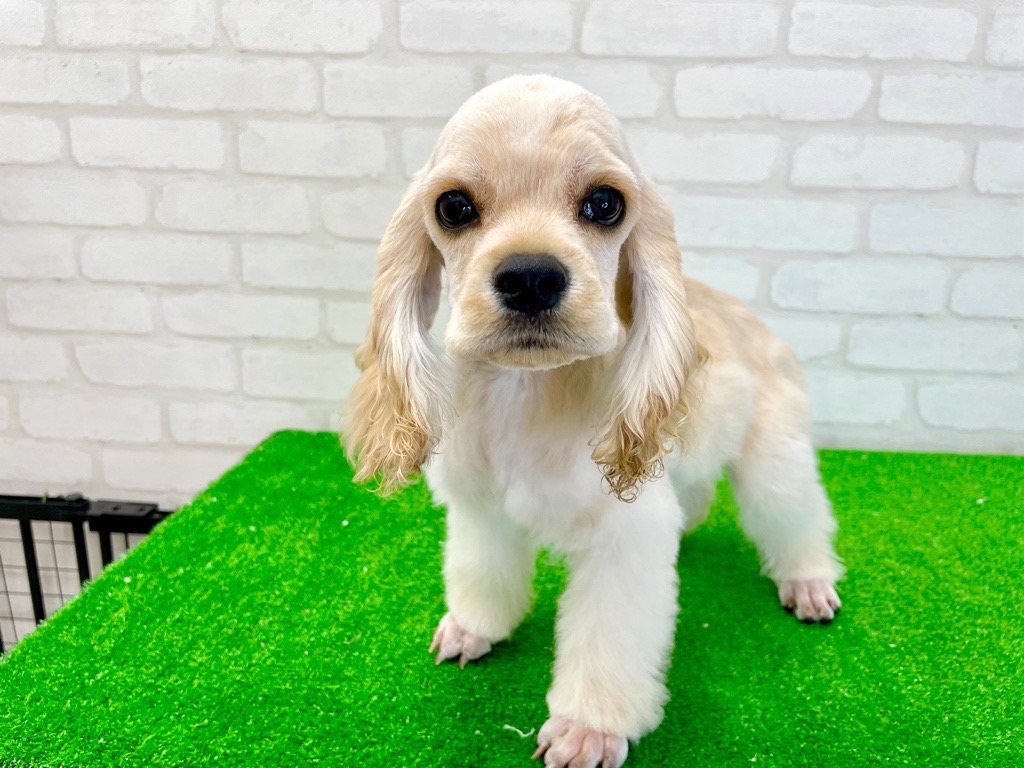 東京都のアメリカンコッカースパニエル (かねだい立川店/2025年3月15日生まれ/男の子/バフ)の子犬の1枚目の画像