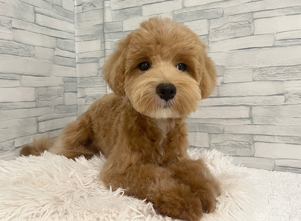 神奈川県のハーフ犬・ミックス犬 (かねだいペットトライアル相模原/2025年3月2日生まれ/男の子/アプリコットホワイト)の子犬の1枚目の画像