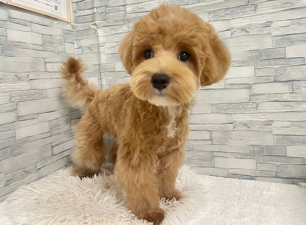 神奈川県のハーフ犬・ミックス犬 (かねだいペットトライアル相模原/2025年3月2日生まれ/男の子/アプリコットホワイト)の子犬の2枚目の画像