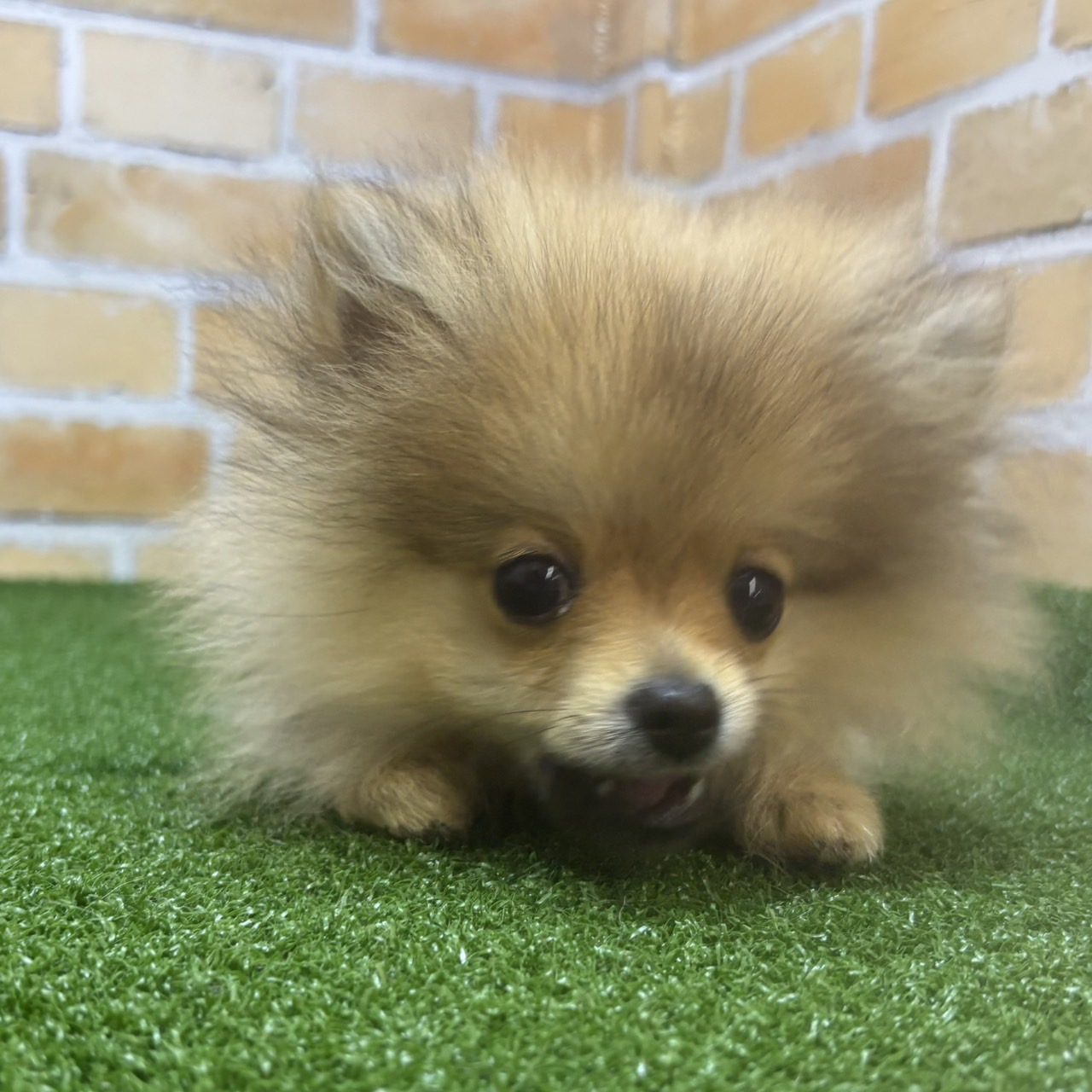 神奈川県のポメラニアン (かねだい横浜店/2025年3月28日生まれ/男の子/オレンジ)の子犬の2枚目の画像