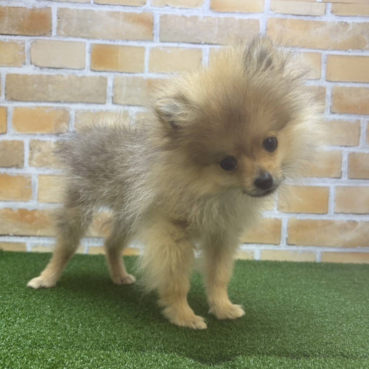神奈川県のポメラニアン (かねだい横浜店/2025年3月28日生まれ/男の子/オレンジ)の子犬の3枚目の画像