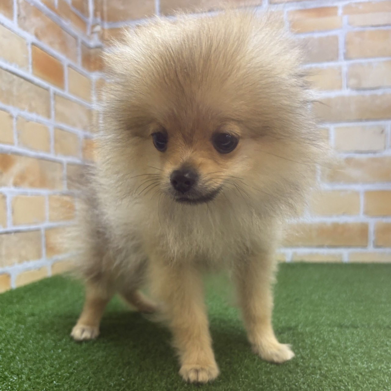 神奈川県のポメラニアン (かねだい横浜店/2025年3月28日生まれ/男の子/オレンジ)の子犬の1枚目の画像