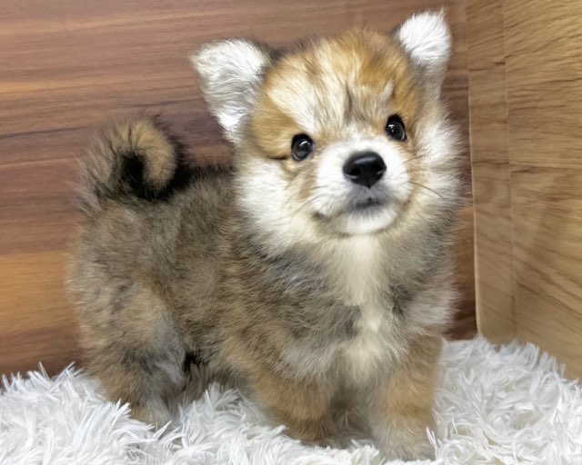 群馬県のハーフ犬・ミックス犬 (かねだいペットトライアル桐生/2025年4月22日生まれ/男の子/セーブルホワイト)の子犬の1枚目の画像