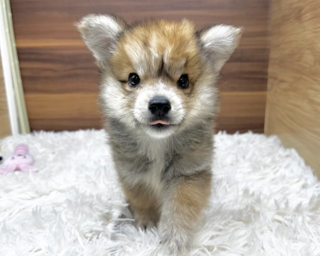 群馬県のハーフ犬・ミックス犬 (かねだいペットトライアル桐生/2025年4月22日生まれ/男の子/セーブルホワイト)の子犬の2枚目の画像