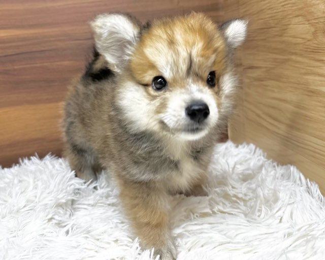 群馬県のハーフ犬・ミックス犬 (かねだいペットトライアル桐生/2025年4月22日生まれ/男の子/セーブルホワイト)の子犬の3枚目の画像
