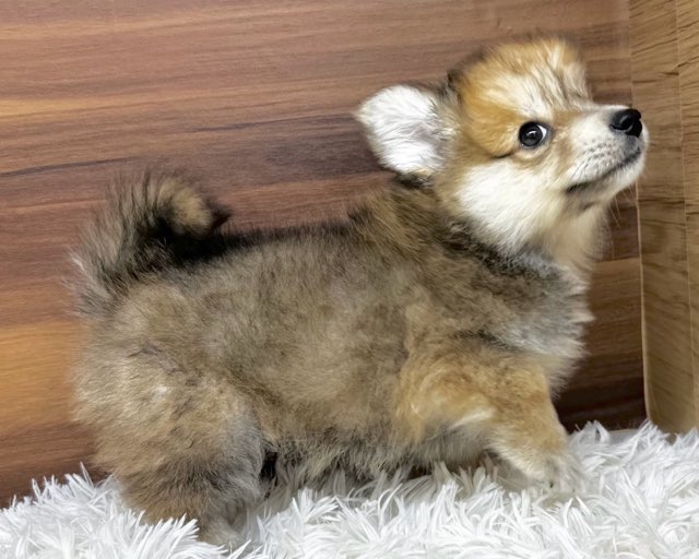 群馬県のハーフ犬・ミックス犬 (かねだいペットトライアル桐生/2025年4月22日生まれ/男の子/セーブルホワイト)の子犬の4枚目の画像
