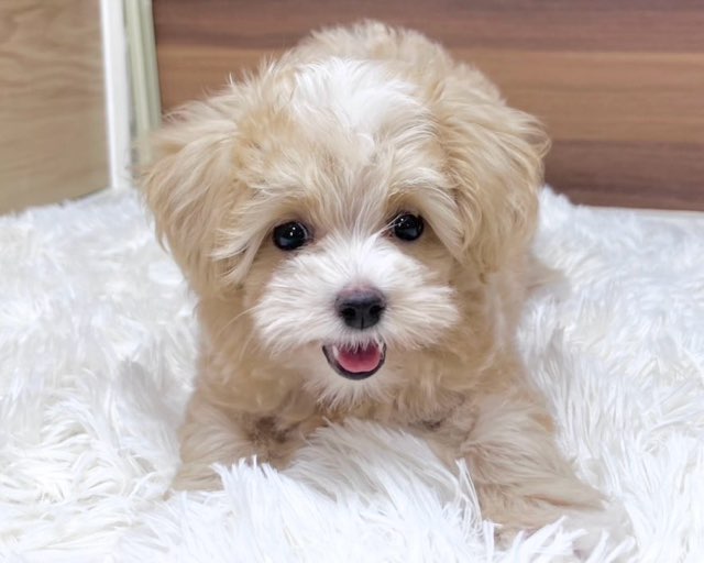 群馬県のハーフ犬・ミックス犬 (かねだいペットトライアル桐生/2025年4月29日生まれ/男の子/アプリコット)の子犬の1枚目の画像