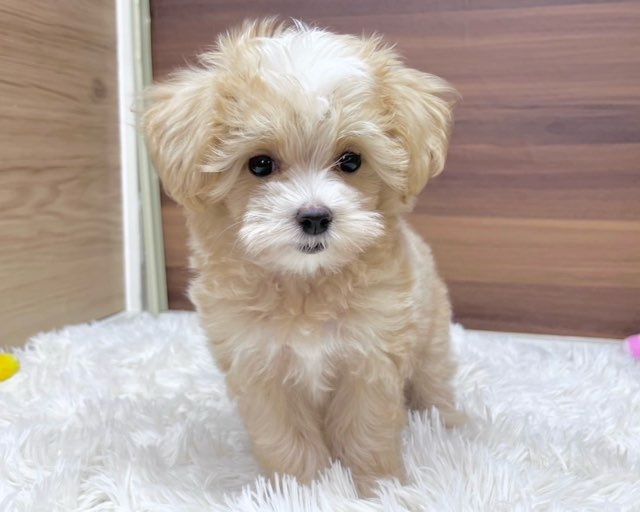 群馬県のハーフ犬・ミックス犬 (かねだいペットトライアル桐生/2025年4月29日生まれ/男の子/アプリコット)の子犬の2枚目の画像