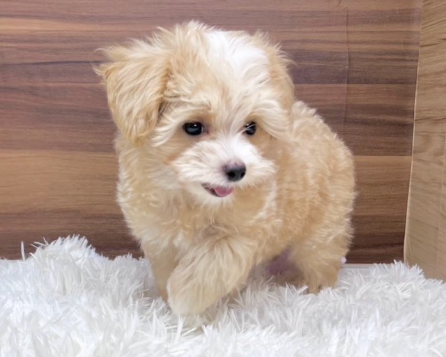群馬県のハーフ犬・ミックス犬 (かねだいペットトライアル桐生/2025年4月29日生まれ/男の子/アプリコット)の子犬の3枚目の画像