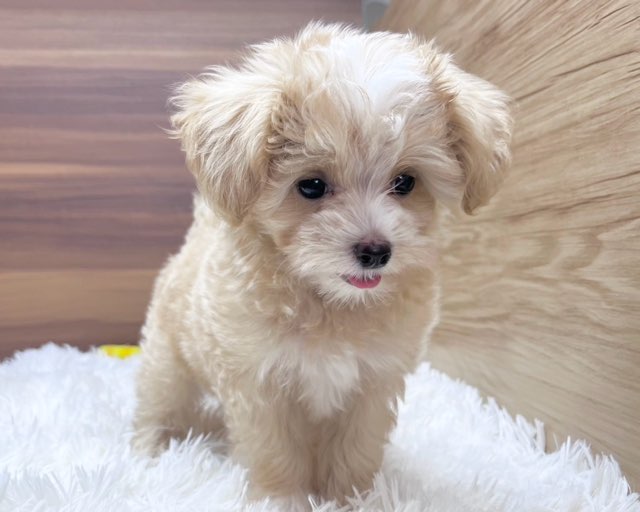 群馬県のハーフ犬・ミックス犬 (かねだいペットトライアル桐生/2025年4月29日生まれ/男の子/アプリコット)の子犬の4枚目の画像