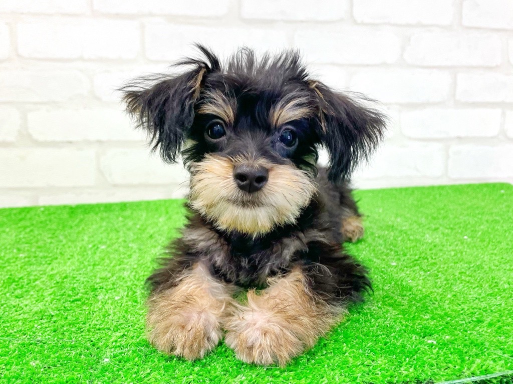東京都のMIX犬　（父）マルチーズ、（母）ミニピン (かねだい立川店/2025年3月28日生まれ/男の子/ブラックタン)の子犬の4枚目の画像