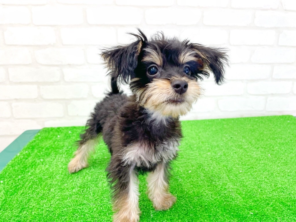 東京都のMIX犬　（父）マルチーズ、（母）ミニピン (かねだい立川店/2025年3月28日生まれ/男の子/ブラックタン)の子犬の3枚目の画像