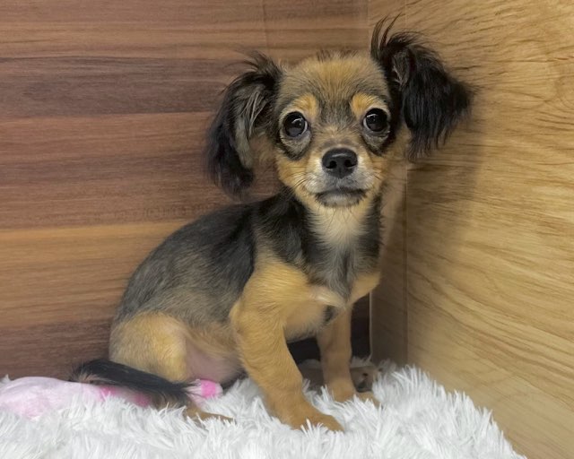 群馬県のハーフ犬・ミックス犬 (かねだいペットトライアル桐生/2025年3月30日生まれ/女の子/レッド)の子犬の1枚目の画像