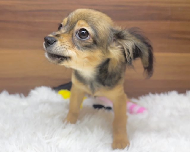 群馬県のハーフ犬・ミックス犬 (かねだいペットトライアル桐生/2025年3月30日生まれ/女の子/レッド)の子犬の2枚目の画像