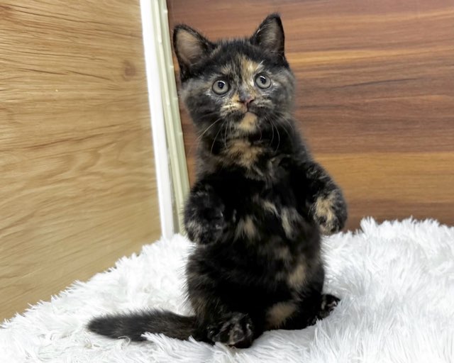 群馬県のマンチカン (かねだいペットトライアル桐生/2025年4月24日生まれ/女の子/トーティー)の子猫の1枚目の画像