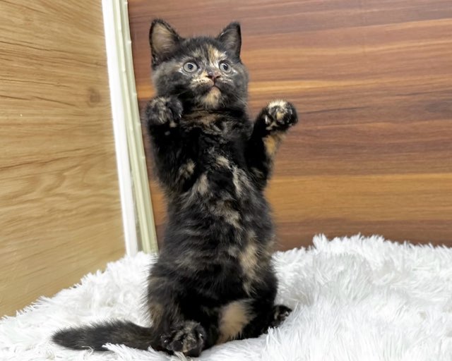 群馬県のマンチカン (かねだいペットトライアル桐生/2025年4月24日生まれ/女の子/トーティー)の子猫の2枚目の画像
