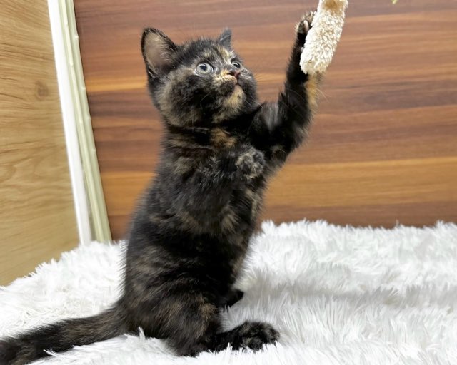 群馬県のマンチカン (かねだいペットトライアル桐生/2025年4月24日生まれ/女の子/トーティー)の子猫の3枚目の画像