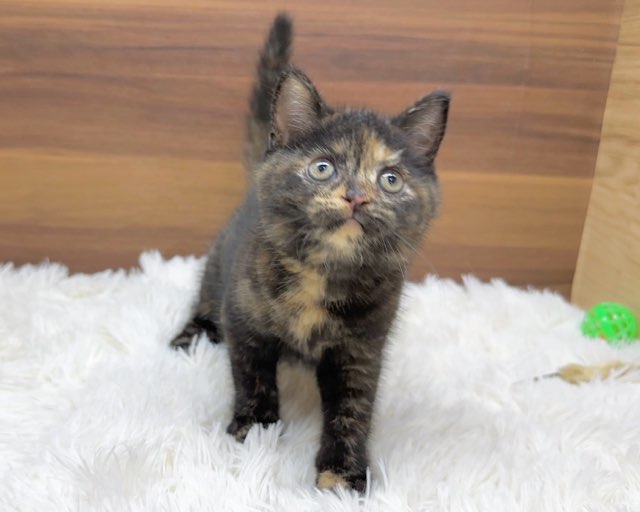 群馬県のマンチカン (かねだいペットトライアル桐生/2025年4月24日生まれ/女の子/トーティー)の子猫の4枚目の画像