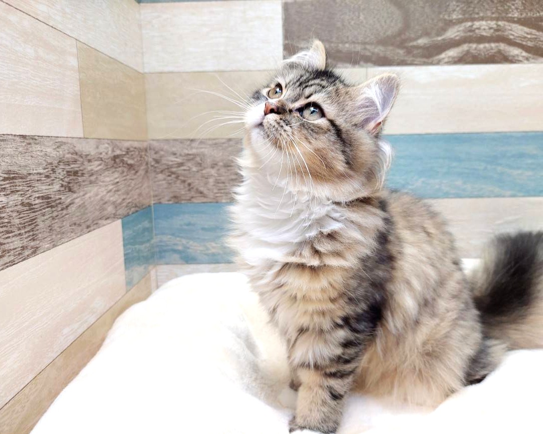 茨城県のハーフ猫・ミックス猫 (かねだいペットトライアル利根川/2025年2月24日生まれ/女の子/ブラウンタビーホワイト)の子猫の2枚目の画像